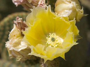 Картинка цветы кактусы