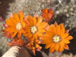 Картинка цветы кактусы