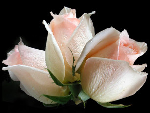 Картинка цветы розы