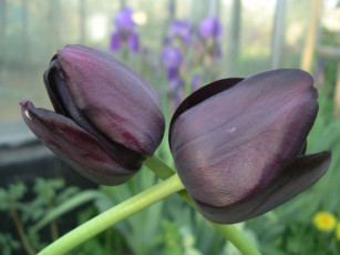 Картинка цветы тюльпаны