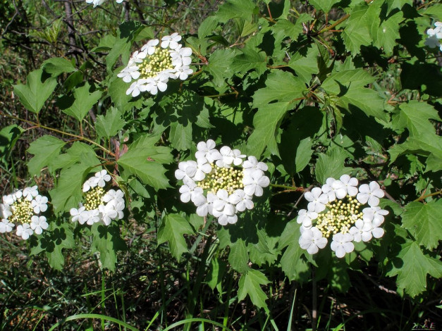 Обои картинки фото цветы, цветущие, деревья, кустарники