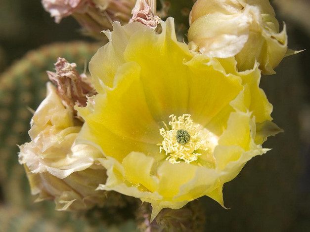 Обои картинки фото цветы, кактусы