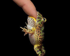 Картинка животные лягушки