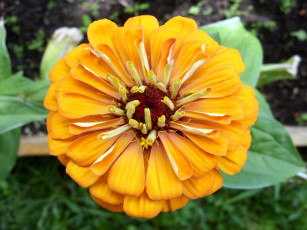 Картинка цинния1 цветы цинния