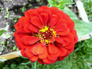 Картинка цинния2 цветы цинния