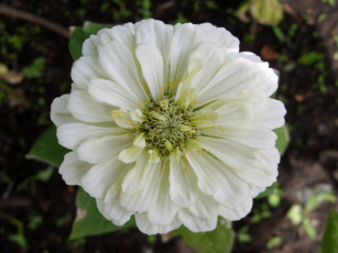 Картинка цинния3 цветы цинния