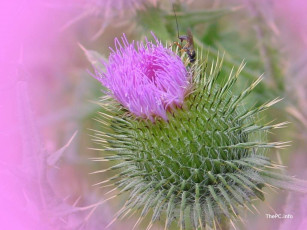 Картинка цветы Чертополох репейник