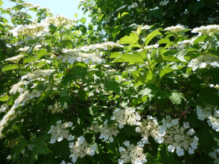 Картинка цветы цветущие деревья кустарники калина