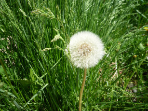 Картинка цветы одуванчики