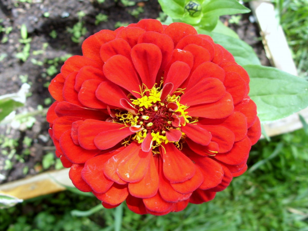 Обои картинки фото цинния2, цветы, цинния