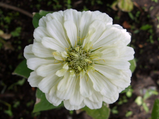 Обои картинки фото цинния3, цветы, цинния