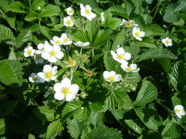 Обои картинки фото цветы