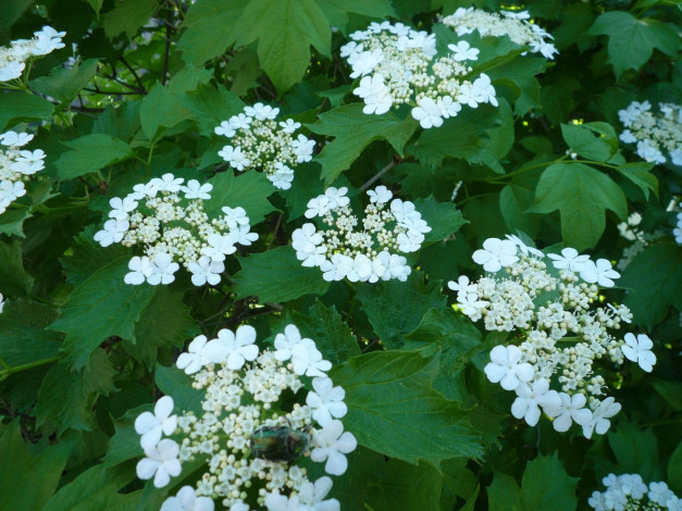 Обои картинки фото цветы, цветущие, деревья, кустарники, калина