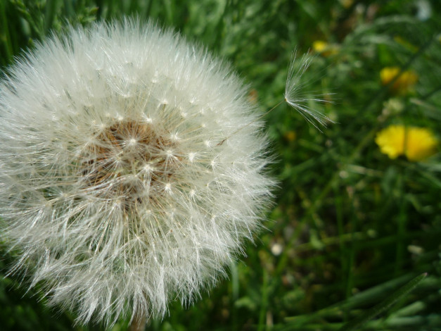 Обои картинки фото цветы, одуванчики