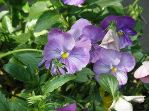 Картинка цветы анютины глазки садовые фиалки