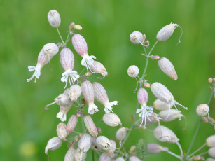 Картинка цветы луговые полевые
