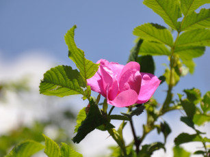 Картинка цветы шиповник