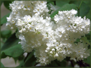 Картинка цветы сирень