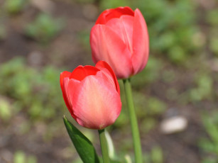 Картинка цветы тюльпаны