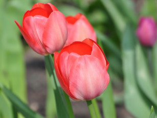 Картинка цветы тюльпаны