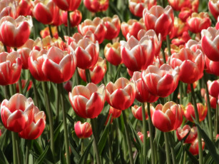 Картинка цветы тюльпаны