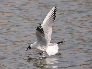 обоя животные, Чайки, бакланы, крачки