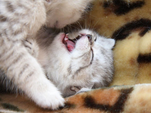 Картинка животные коты