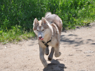 обоя животные, собаки