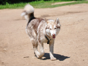 Картинка животные собаки