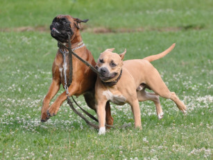 Картинка животные собаки