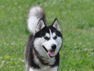 обоя животные, собаки