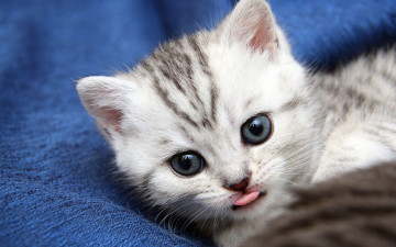 Картинка животные коты