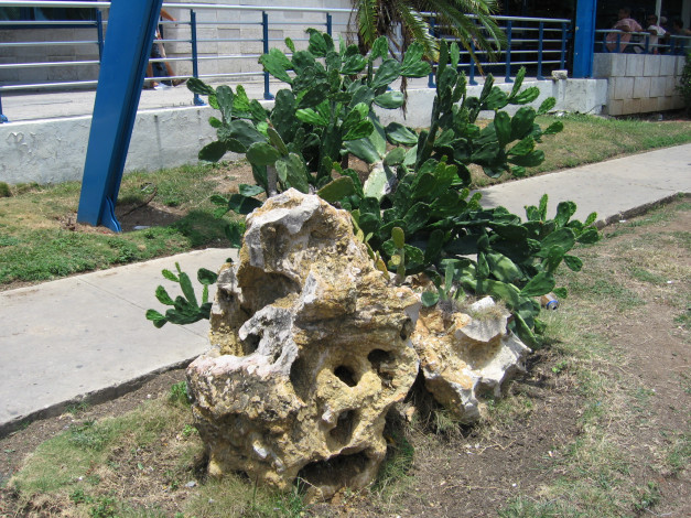 Обои картинки фото цветы, кактусы