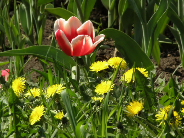 Обои картинки фото цветы, разные, вместе