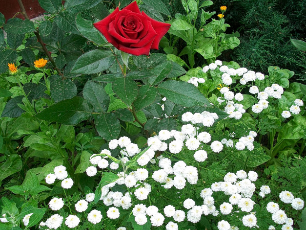 Обои картинки фото цветы, разные, вместе