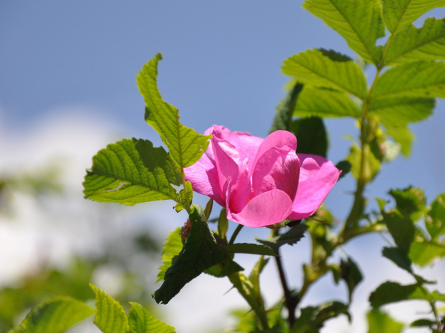 Обои картинки фото цветы, шиповник