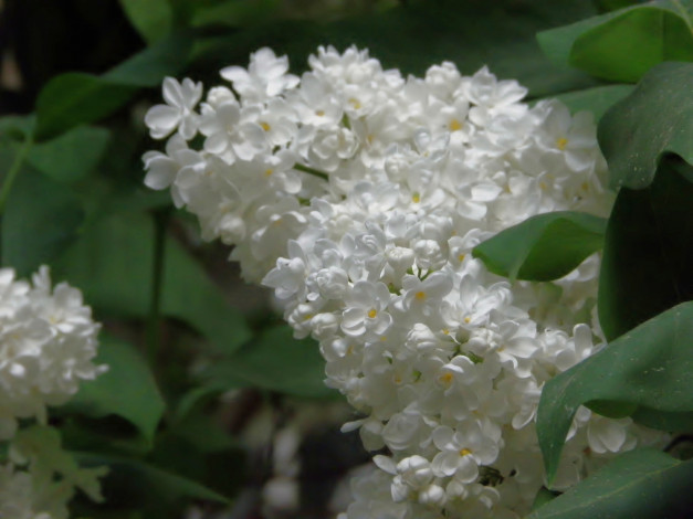 Обои картинки фото цветы, сирень