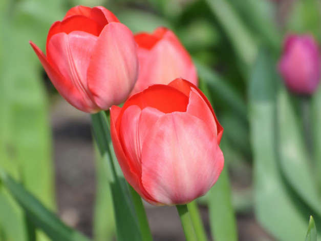 Обои картинки фото цветы, тюльпаны