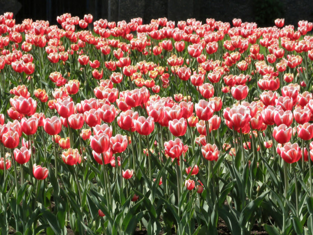 Обои картинки фото цветы, тюльпаны