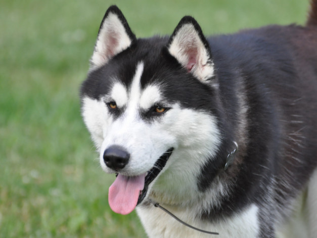 Обои картинки фото животные, собаки