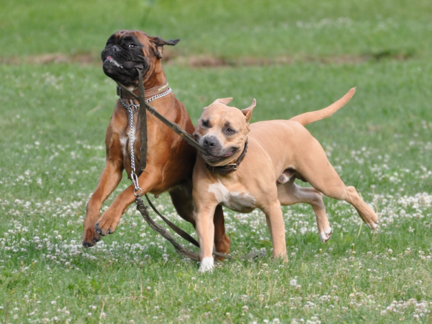 Обои картинки фото животные, собаки