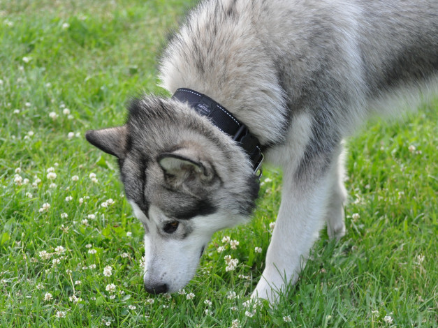 Обои картинки фото животные, собаки