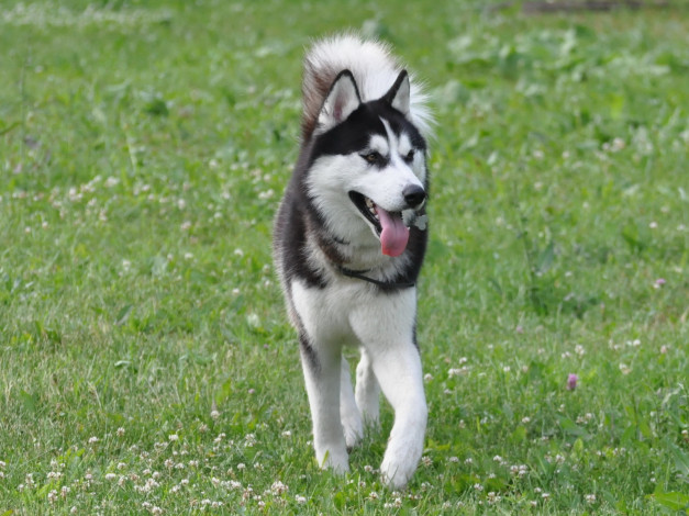 Обои картинки фото животные, собаки