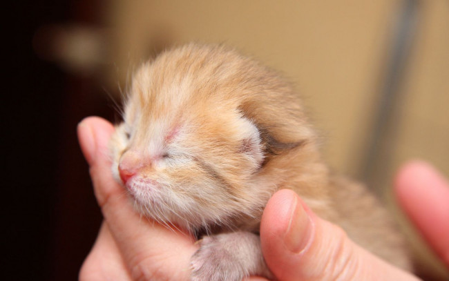 Обои картинки фото животные, коты