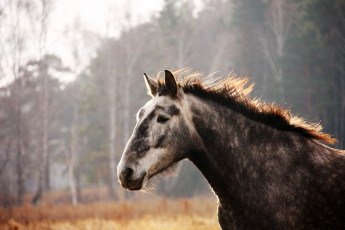 Картинка животные лошади
