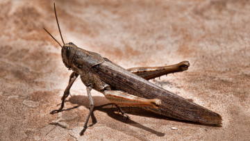 Картинка животные кузнечики саранча коричневый кузнечик