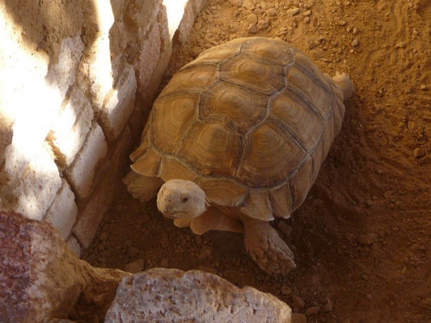 Обои картинки фото животные, Черепахи, камень, черепаха, песок