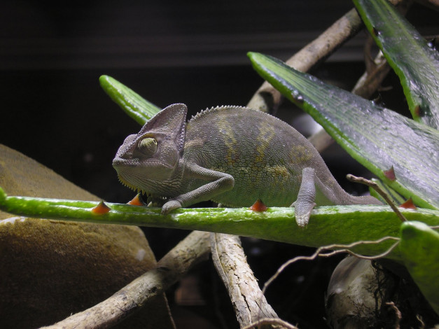 Обои картинки фото животные, хамелеоны
