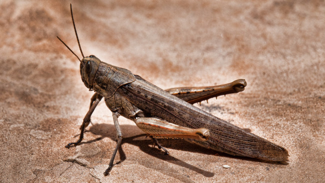Обои картинки фото животные, кузнечики, саранча, коричневый, кузнечик