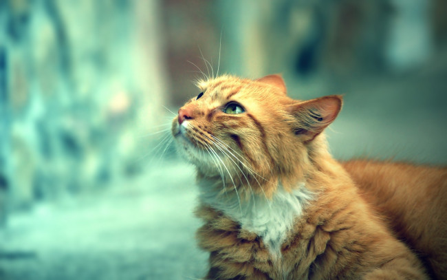 Обои картинки фото животные, коты